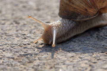 Snail, slowly crossing the street, closeup