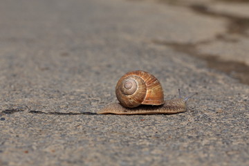 Snail, slowly crossing the street