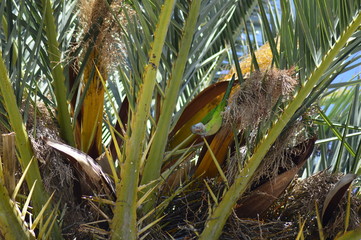 birds on a palm