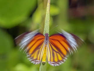 Close-up Common Tiger (Danaus genutia), beautiful orange, white and black color pattern wing, Monarch butterfly flapping the wing on green leaf with natural blurred background, Thailand.