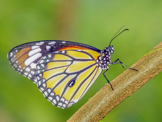 Naklejka premium Close-up Common Tiger (Danaus genutia), beautiful orange, white and black color pattern wing, Monarch butterfly resting on branch with natural blurred background, Thailand.