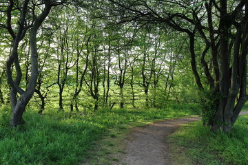 Fototapeta premium path alley trees
