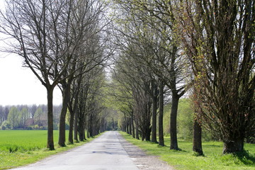 Obraz premium alley in the park