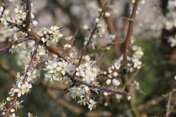 flowers in spring