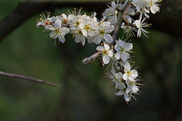 white blossoms