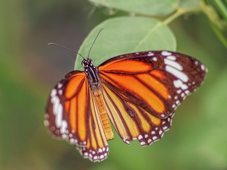 Close-up Common Tiger (Danaus genutia), beautiful orange, white and black color pattern wing, Monarch butterfly resting on green leaf with natural blurred background, Thailand.