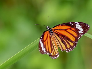 Close-up Common Tiger (Danaus genutia), beautiful orange, white and black color pattern wing, Monarch butterfly resting on green leaf with natural blurred background, Thailand.