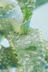 aloe vera plant close-up
