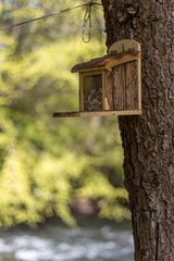 Bird feeder on a tree trunk