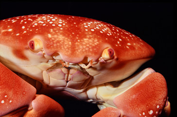 coral crab