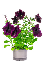 Petunia with purple flowers in a pot on a white background