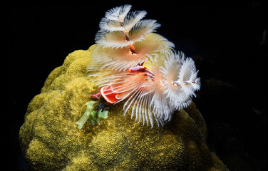 christmas tree worm, tube worm