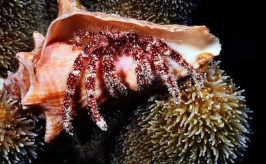 Stareye hermit crab