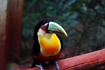 colorful toucan bird of paradise