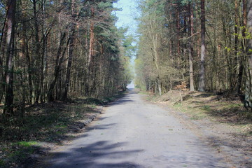 The most beautiful road in  the polish forest