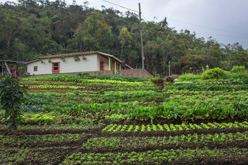 Santa Elena, Antioquia / Colombia November 06, 2016. Colombian peasant house with cultivation