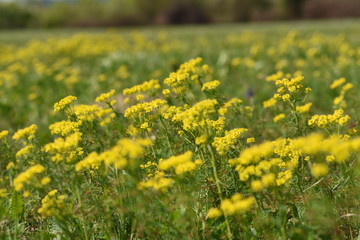Obraz premium Rapeseed field. Yellow flowers. Rape