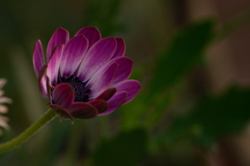 Fototapeta premium Flores