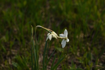 snowdrop on blue background