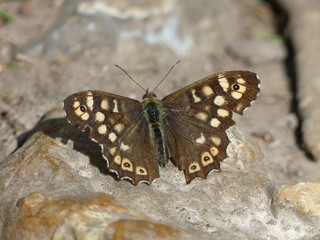 Speckled wood butterfly Pararge aegeria sitting on a rock