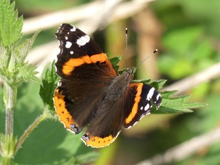Red admiral butterfly Vanessa atalanta on a forest leaf