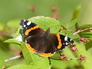 Red admiral butterfly Vanessa atalanta on a forest leaf