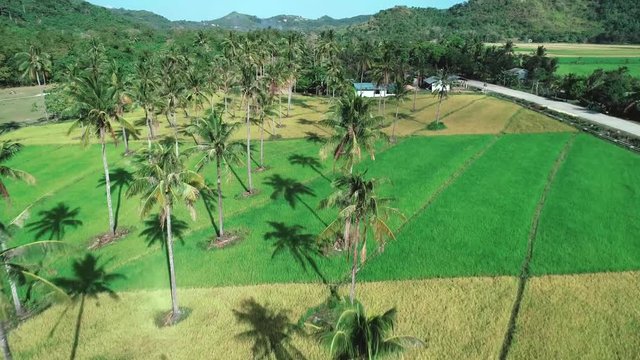 Flying over coconut trees among rice field. Aerial view of paln trees and rice terrace, agricultural land of farmers. Tropical landscape with farmlands. Palawan island, Philippines.