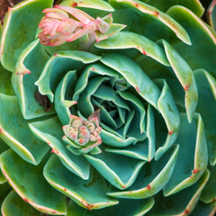 Obraz premium flower on a succulent grass
