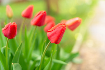 Buds of red tulips with small water drops, growing in a garden, close up.