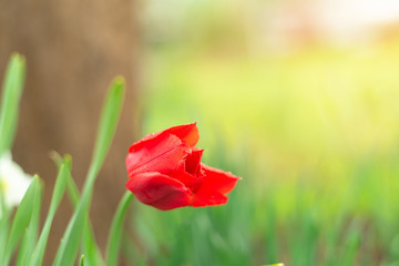 One red tulip started opening petals in a garden in spring sun. Green grass background. Creeting card or background concept