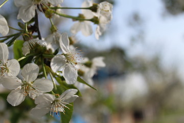 Blossom