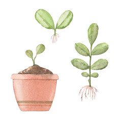 watercolor illustration of potted plants and seedlings