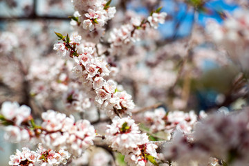 apricot blossom. white-pink flowers on a still completely bare tree, green leaves have not yet blossomed