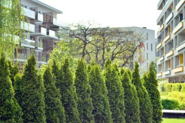 Ornamental shrubs and plants near a residential city house