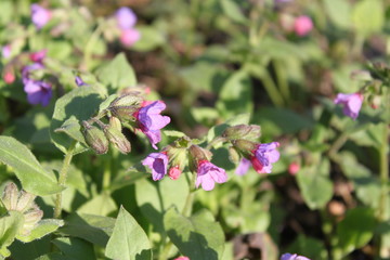 Violet flowers
