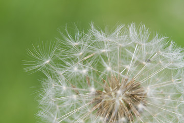 Close-up of the seadhead or blowball of a Dandelion