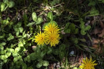 natural and fresh medical dandelion plant and blossom,