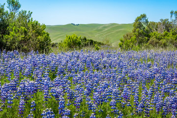 Fototapeta premium A super bloom (