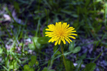 Obraz premium medical dandelion plant and blossom,