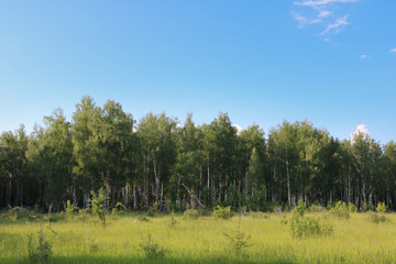 nature landscape green forest beltful 