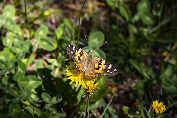 dandelion plant blooming in spring and standing on butterfly