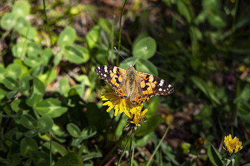 dandelion plant and butterfly flowering in spring