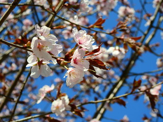 Sakura blossoms blue sky 