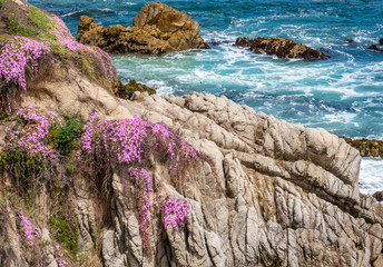 Blooming ice plants cling to the side of the rocky cliff, giving a vibrant pink color, in Pacific...