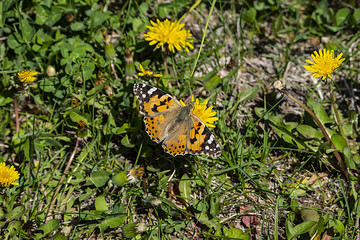 dandelion plant blooming in spring and standing on butterfly