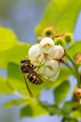 Pollination: Yellowjacket wasp on the flower of a Northern highbush blueberry