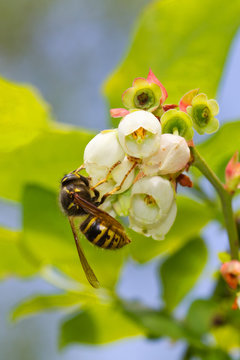 Pollination: Yellowjacket Wasp On The Flower Of A Northern Highbush Blueberry