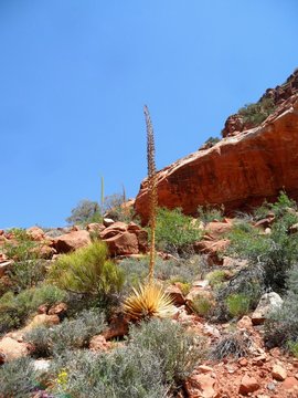 Plant life on show in the Grand Canyon