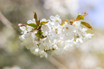 Beautiful white blossom close up, Aberdeen, Scotland