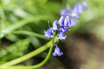 Beautiful purple flowers close up, Aberdeen, Scotland